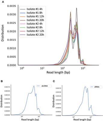 Short and Long-Read Sequencing Survey of the Dynamic Transcriptomes of African Swine Fever Virus and the Host Cells